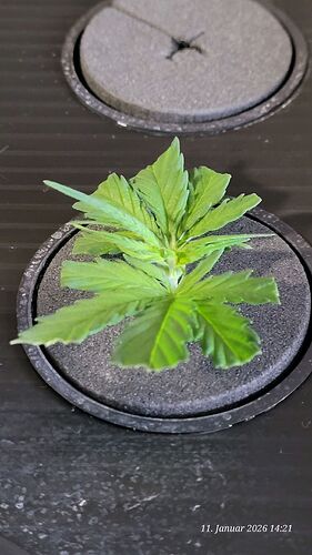 Tag 10 Klon 2 Verwurzelung