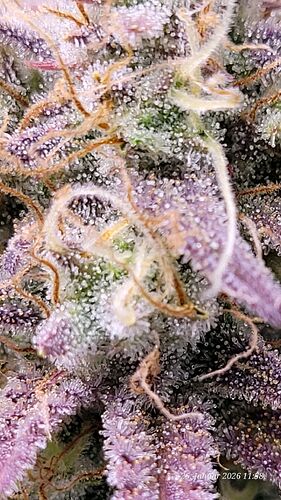 Tag 76 B.G. 1 Blüte Tag 51