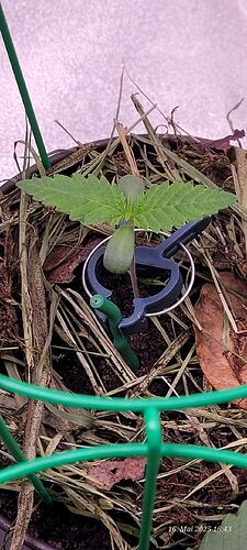 Tag 11 Congo 2 Sämling Tag 6