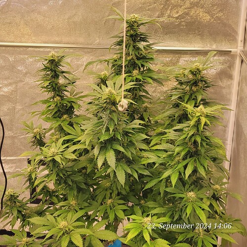 Tag 113 Blüte Tag 30 am 23.9.24