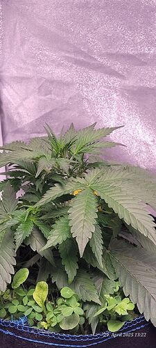 Tag 30 Haze 2 heute bei 19 cm