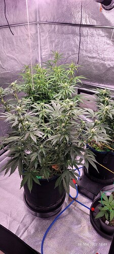 Tag 47 vorne Haze 2 dahinter links Gelato