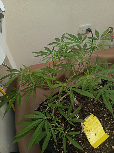 IMG-20260425-WA0051