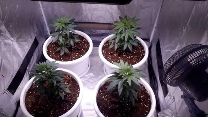IMG-20241116-WA0009