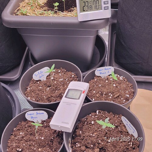 Tag 8 alle 4, Gelato u 3 x Super Lemon Haze , Sämling Tag 3 am 7.4.25