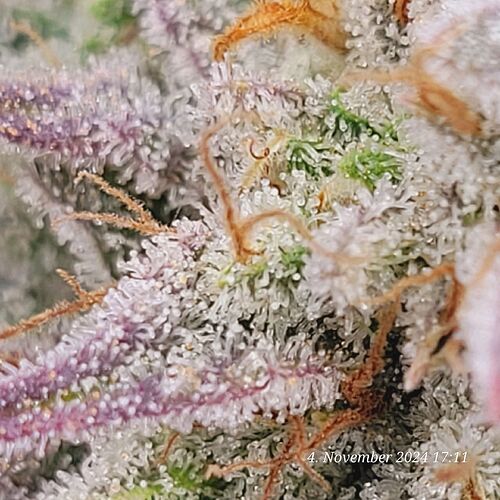 Tag 107 Klon 1 wird diese Woche geerntet 4.11.24