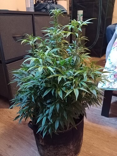 IMG_20250817_133559999