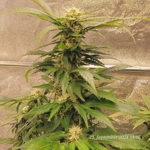 Tag 113 fast die Hälfte der Blüte Zeit  geschafft