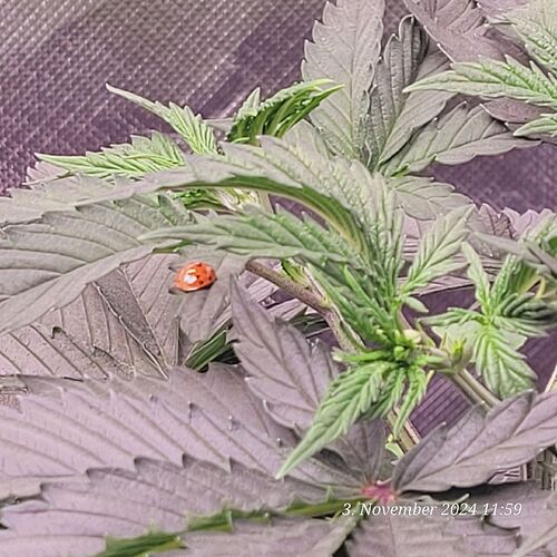 Tag 32 Nr 3, mein Freund ist noch immer da , heute wieder entdeckt 3.11.24