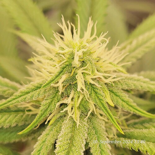 Tag 72 Klon 1 am 30.9.24