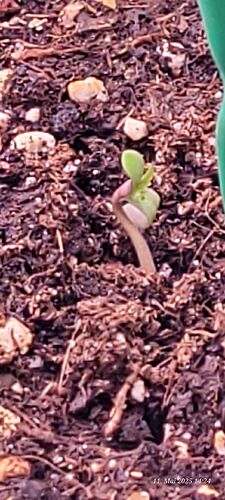 Tag 6 Congo 2 und heute ist der Sämling da 11.5.25