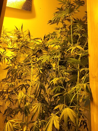 1689534720321132284352760109768