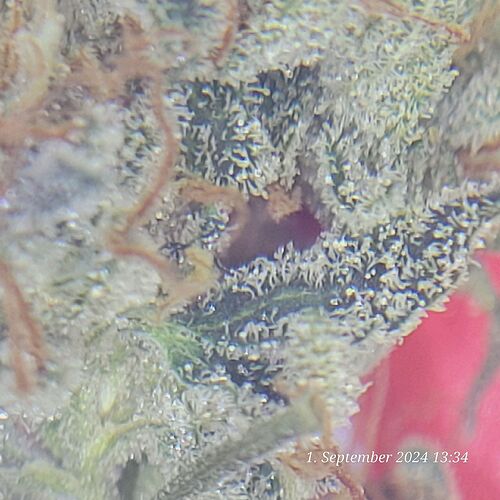 Tag 105 unter der Lupe 1.9.24