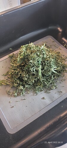 Tag 149 Lockdown Kush Trimm Siebung heute 22.4.25