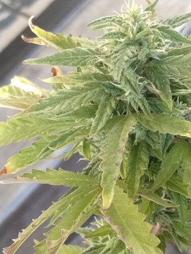 16666556418506158940294360890882