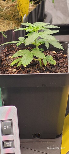 Tag 18 Wachstum Tag  4 das letzte Bild im 0,7 l Stiefel