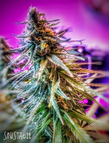 Screenshot_20220825-131239-01