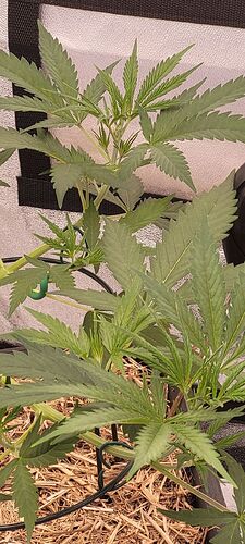 Tag 45 der vierte Tag nach dem Massaker