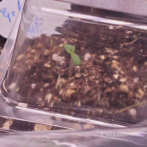 Tag 6 Gelato Keimling 4.4.25