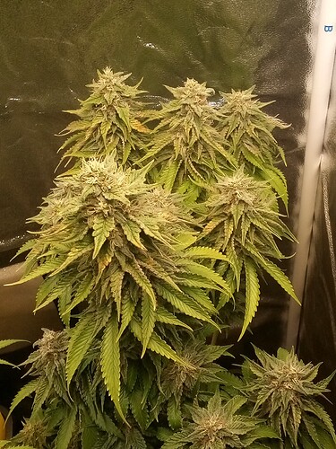 IMG_20240719_151425_551