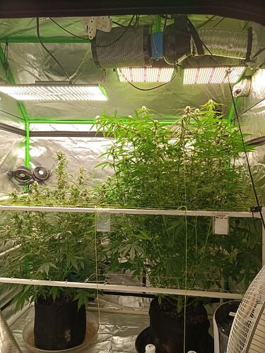 17089946423291598098608445741410