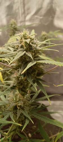 received_829226371484391