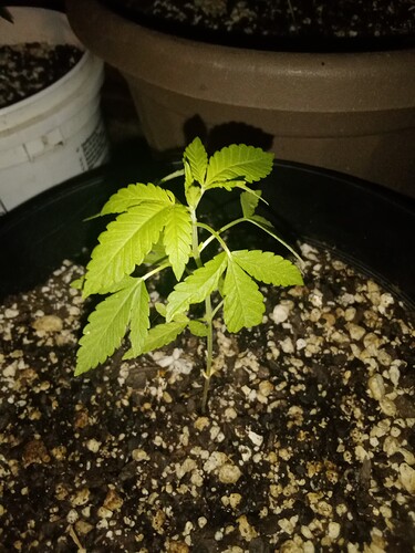 16871465373464531029544183015963