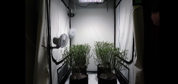 Screenshot_20220305-153232_Chrome