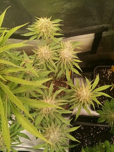 IMG_20240719_151811_876