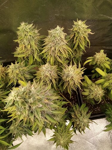 IMG_20240730_160317_259