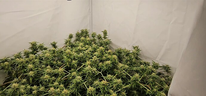 Screenshot_20240919_215004_Gallery