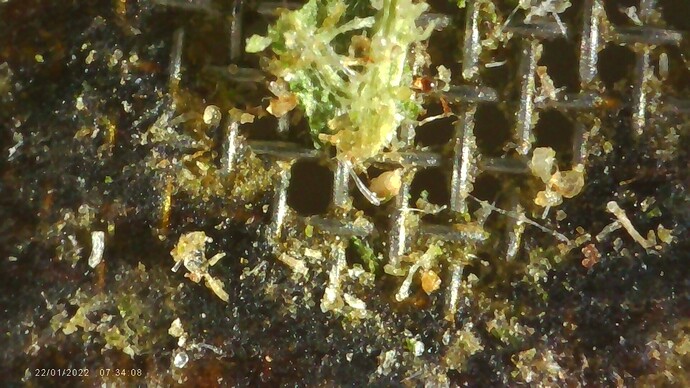 Grindersieb 2