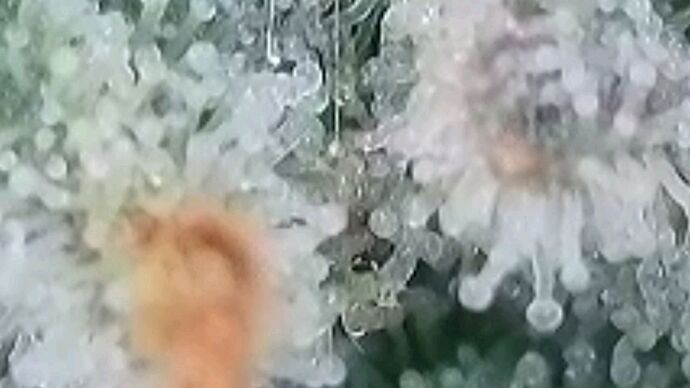 Tag 101 Klon 2, Trichome 3