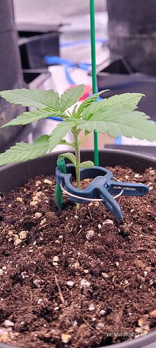 Tag 17 Congolese 10.5.25