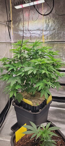 Tag 49 Cookie 1 am 30.5.24