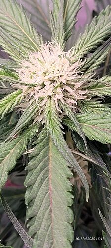 Tag 47 Haze 1 Blüte Tag ca. 22