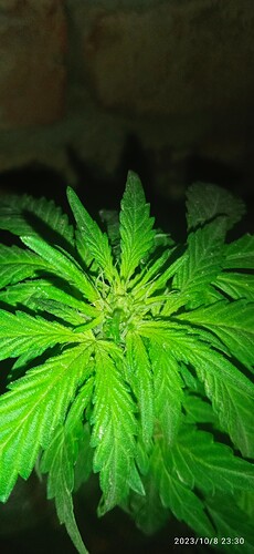 IMG_20231008_233002