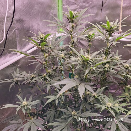 Tag 67 Klon 1 Blüte Tag 20 am 25.9.24