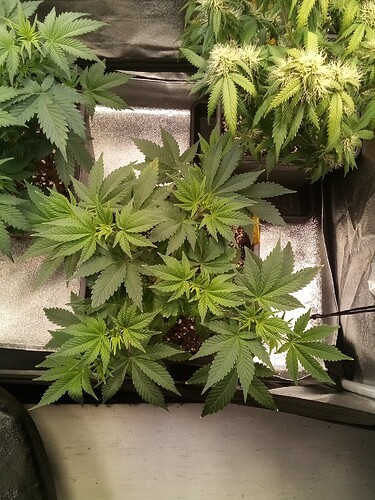 IMG_20240929_170540_458