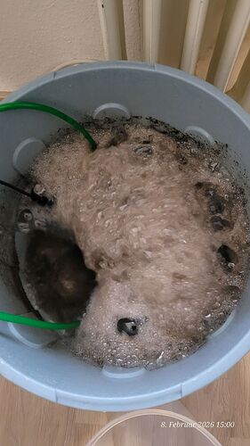 Tag 1 Kompost Tee Gärung ist erreicht ! 8.2.26