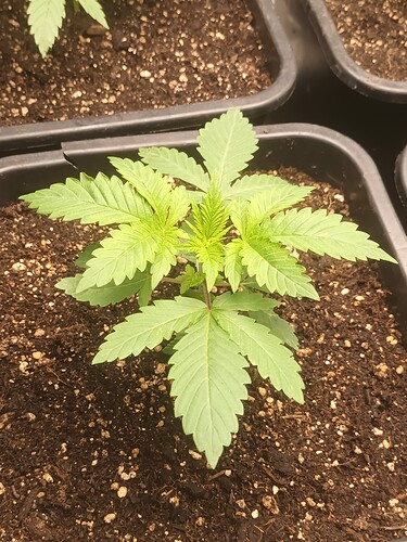 16684462706686118336498757030360