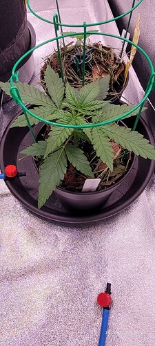 Tag 23 Congo 1 am 16.5.25