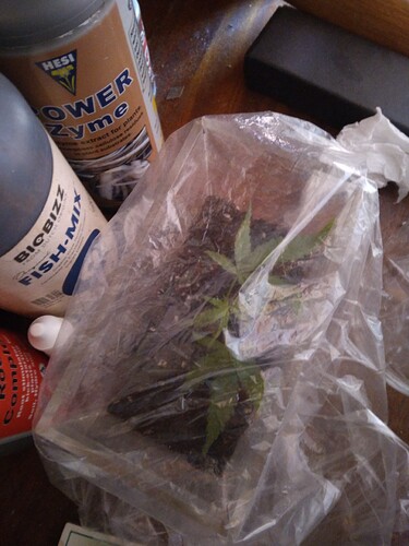 16874415410737535463641626313984