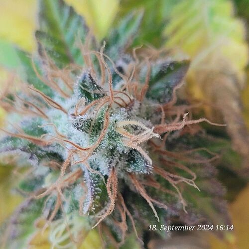 Tag 129 Blüte Tag 68 am 18.9.24