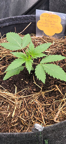 13011