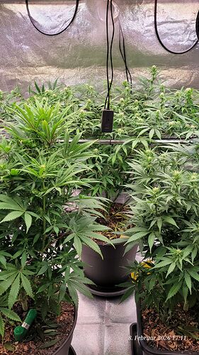 Day 66 a little bit of everything and everything still at the same height!