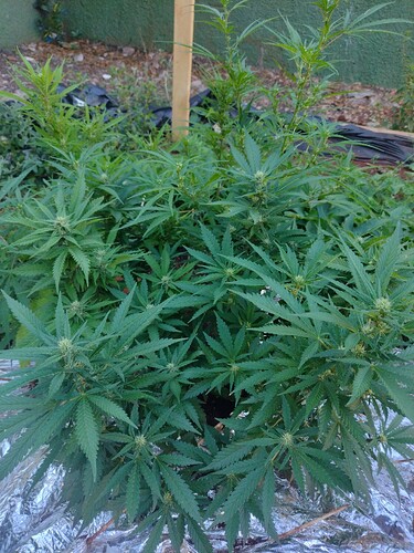 IMG_20250927_172056799_BURST002