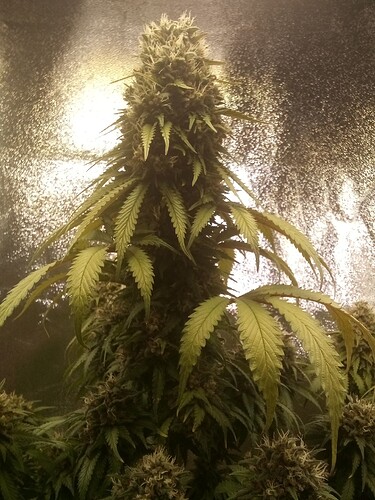 IMG_20240809_135656_716