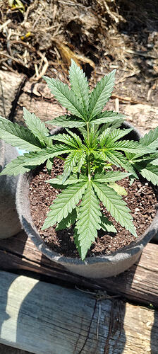 1000335380