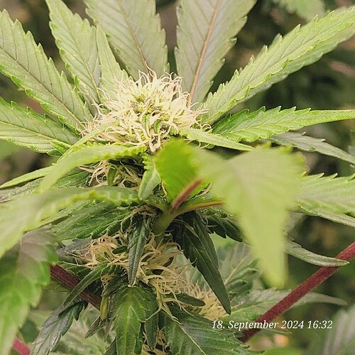 Tag 108 , mal gespannt wie groß die bei ihr werden .